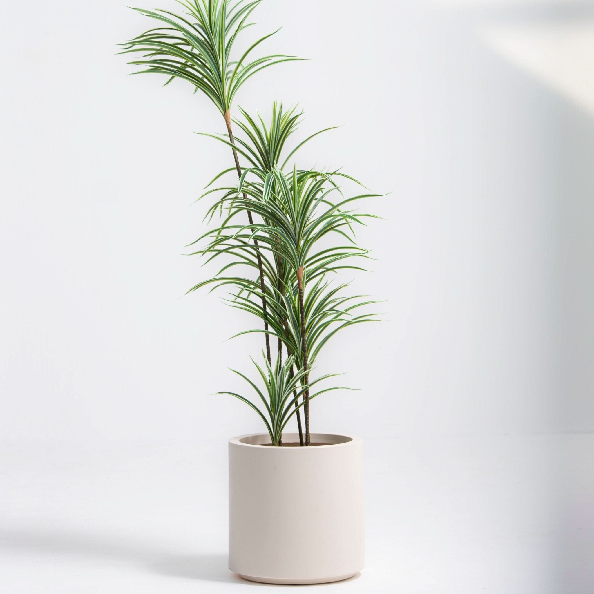 ARTIFICAL WHITE-EDGE DRACAENA PLANT (153CM) - Art and craft furniture