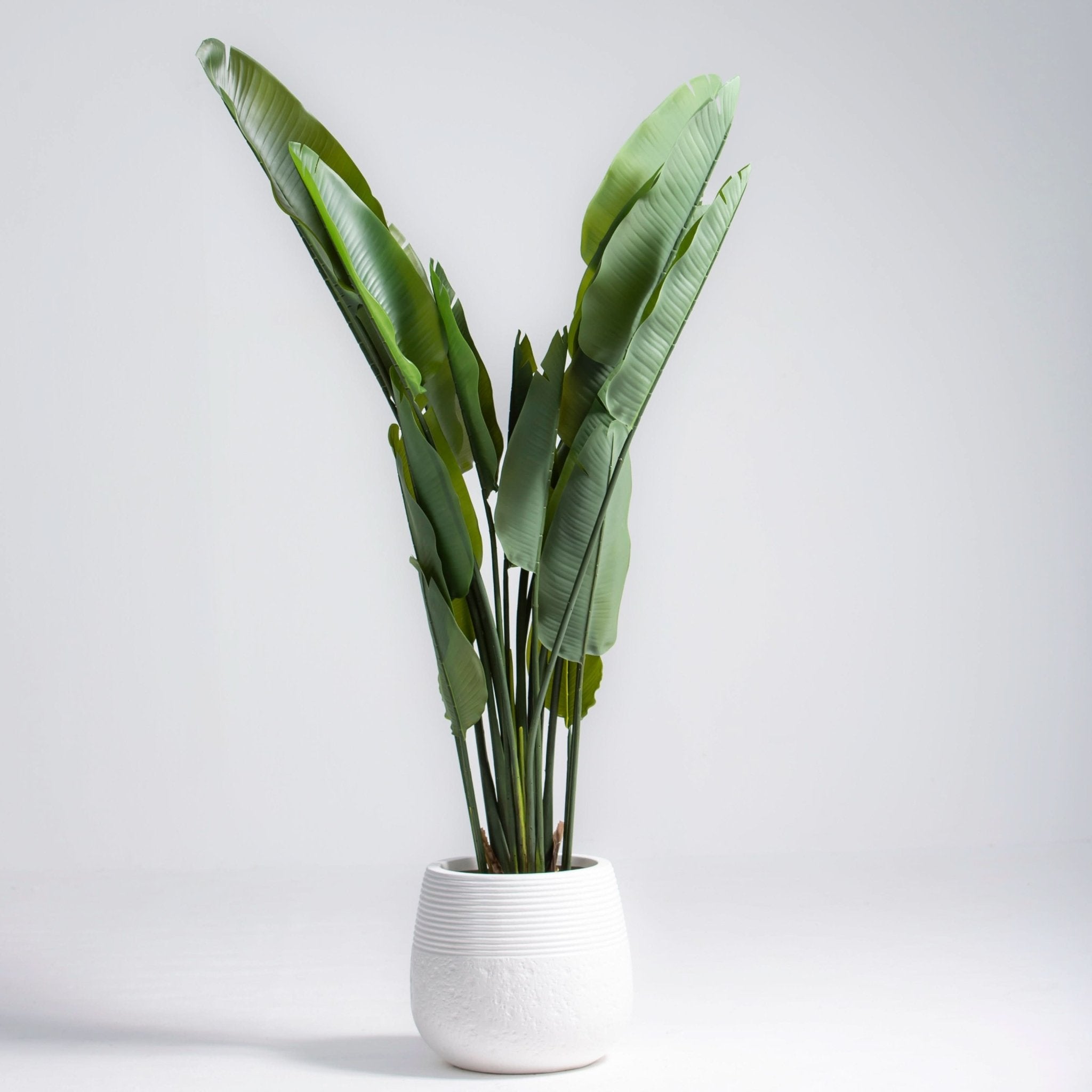 ARTIFICIAL ASTRELITZIA PLANT (180CM) - Art and craft furniture