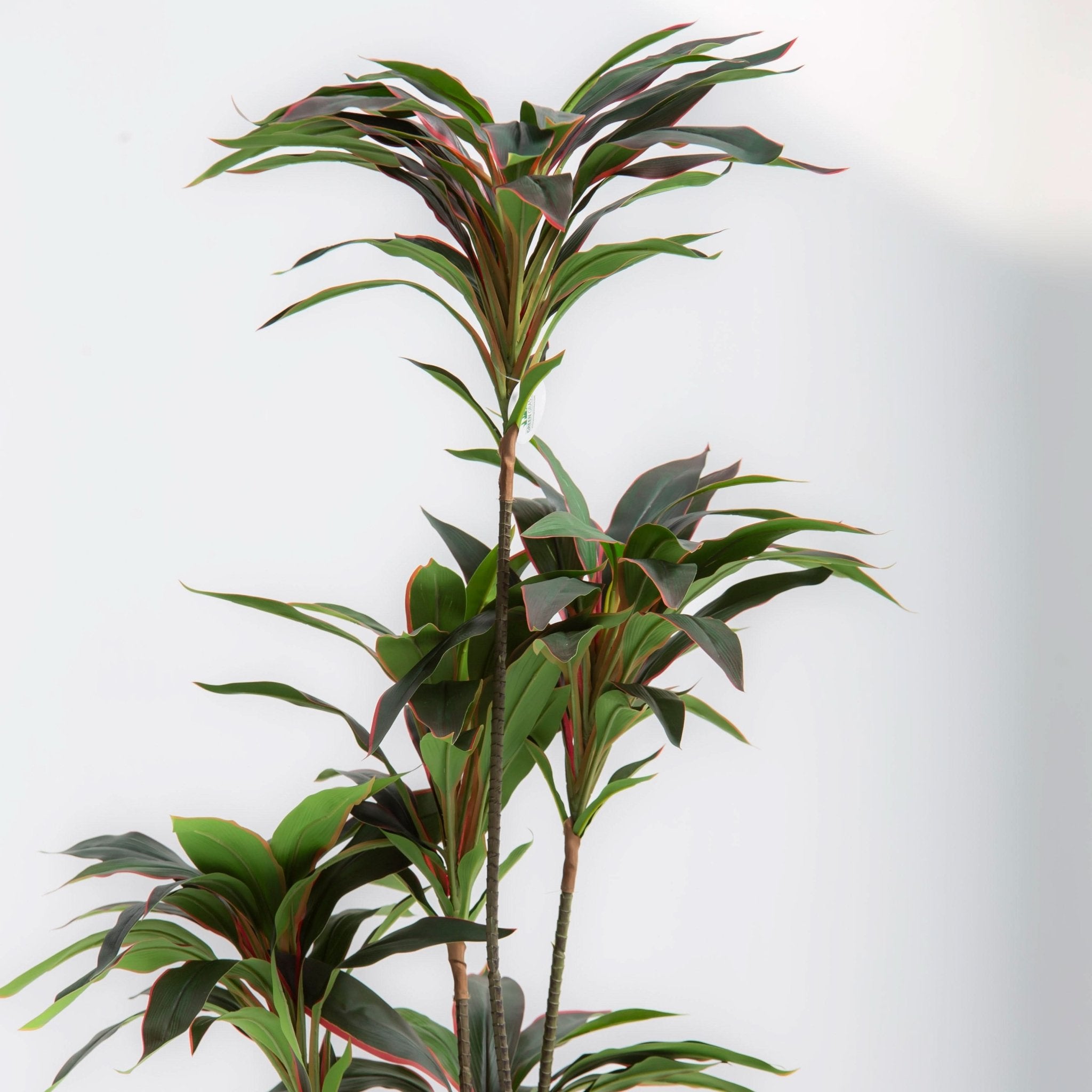 ARTIFICIAL CORDYLINE PLANT (153CM) - Art and craft furniture