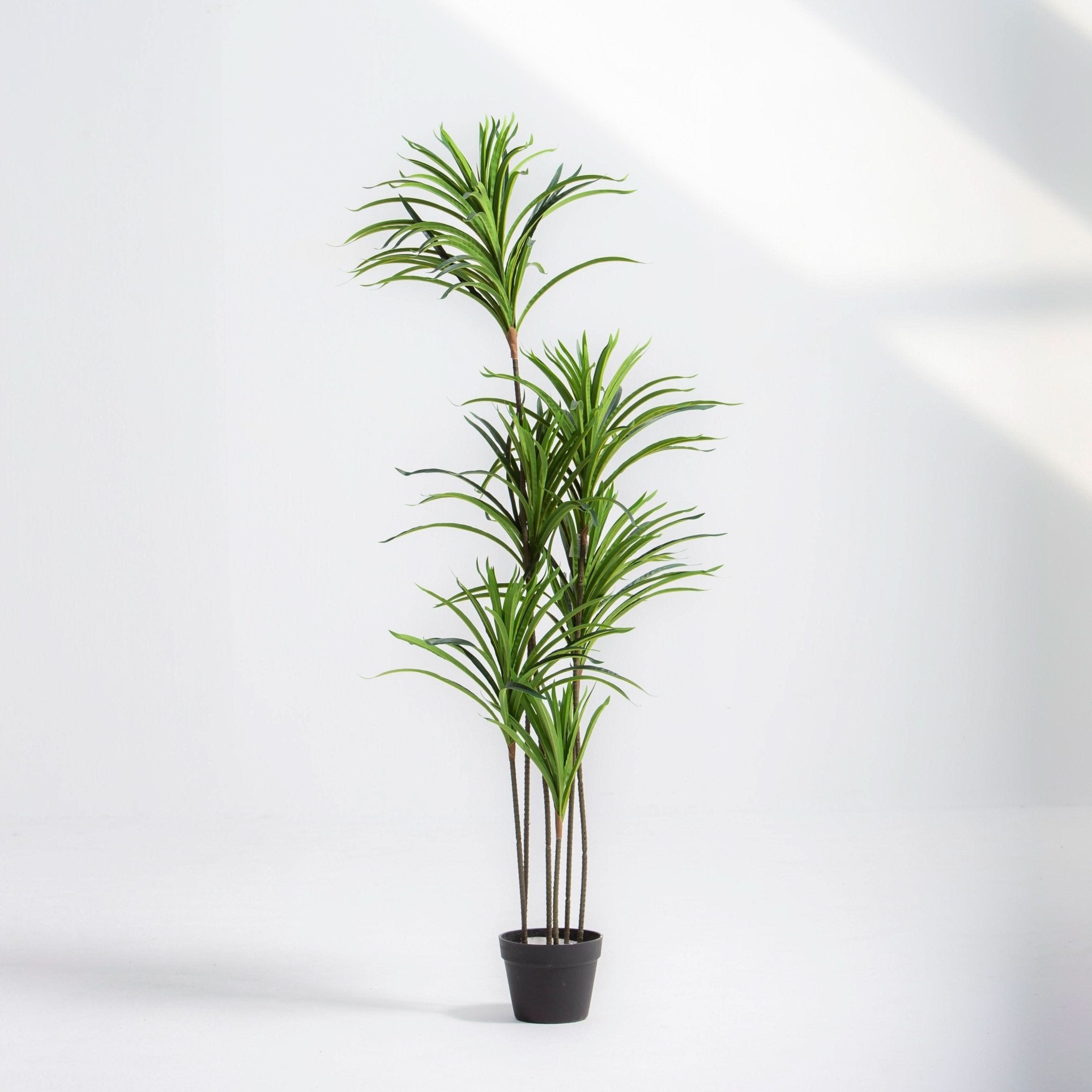 ARTIFICIAL DRACAENA PLANT (153CM) - Art and craft furniture