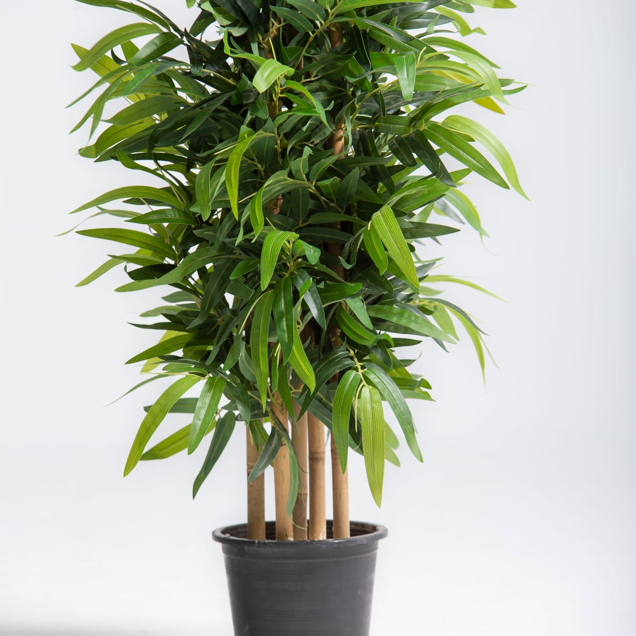 ARTIFICIAL FICUS ALII PLANT (200CM) - Art and craft furniture