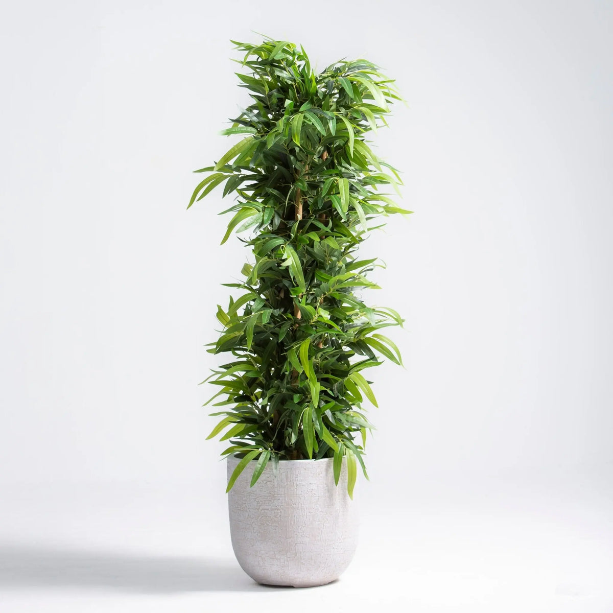 Artificial Ficus Alii Plant (150CM) - Art and craft furniture