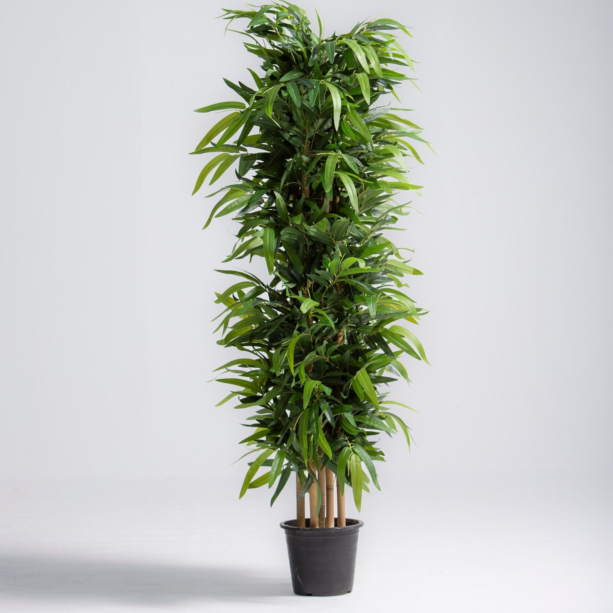 ARTIFICIAL FICUS PLANT (180CM) - Art and craft furniture
