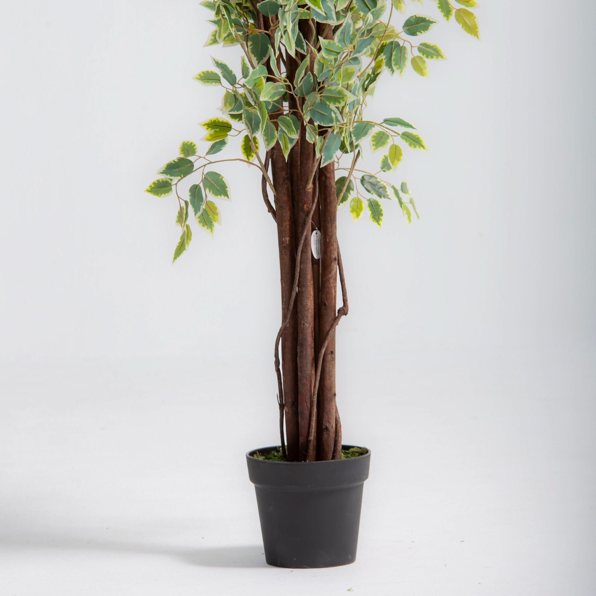 ARTIFICIAL FICUS PLANT (210CM) - Art and craft furniture