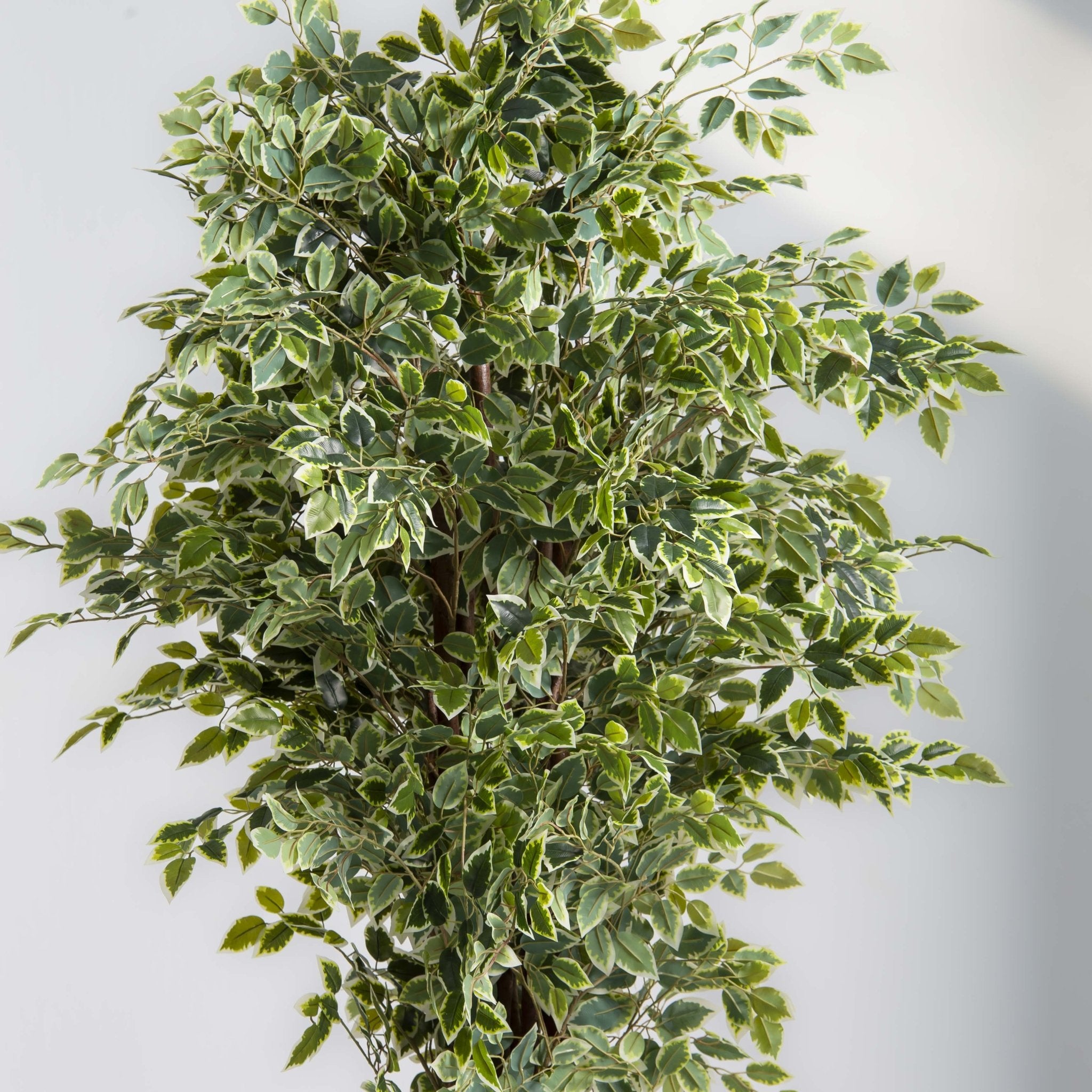 ARTIFICIAL FICUS PLANT (210CM) - Art and craft furniture