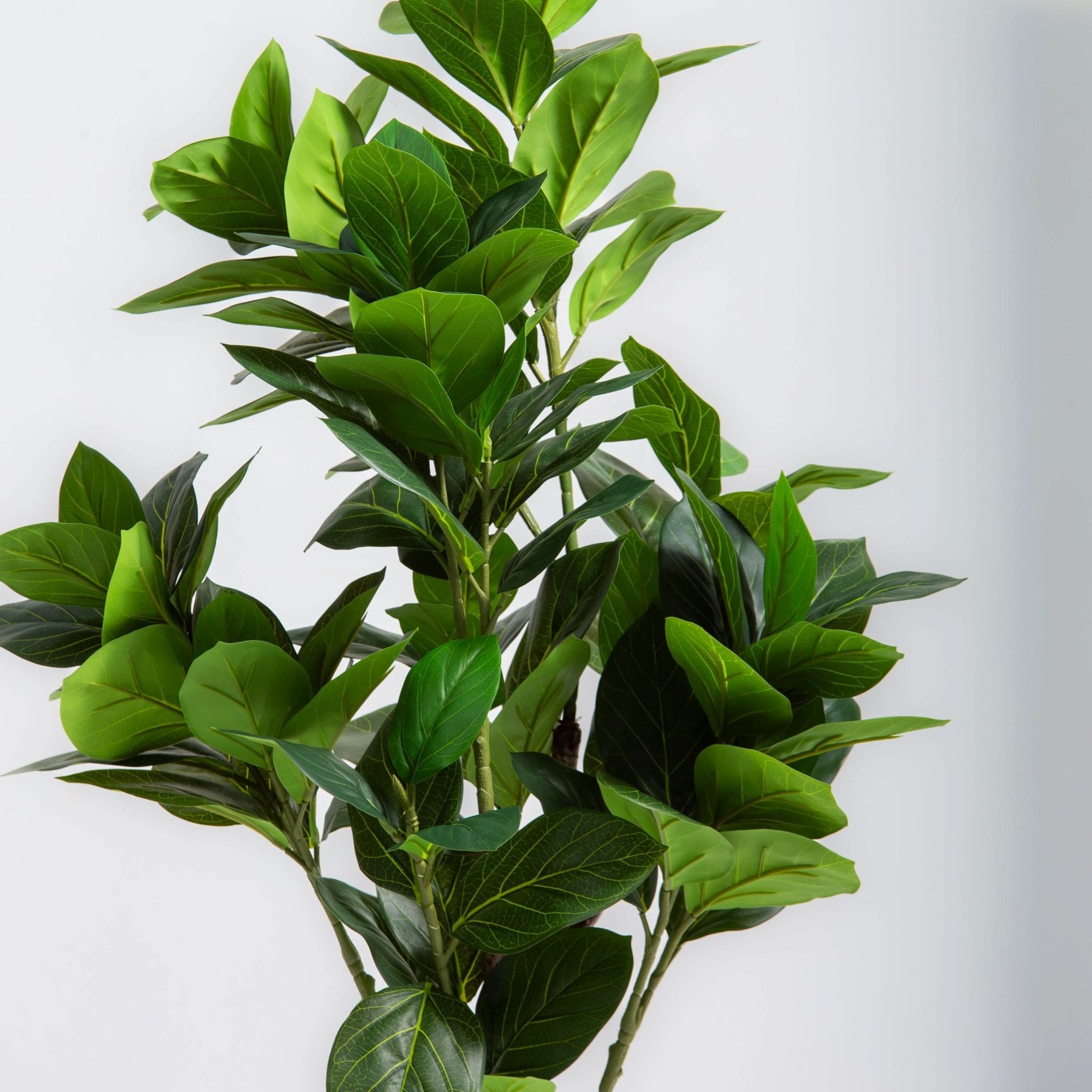 ARTIFICIAL FIDDLE LEAF FIG PLANT (167CM) - Art and craft furniture