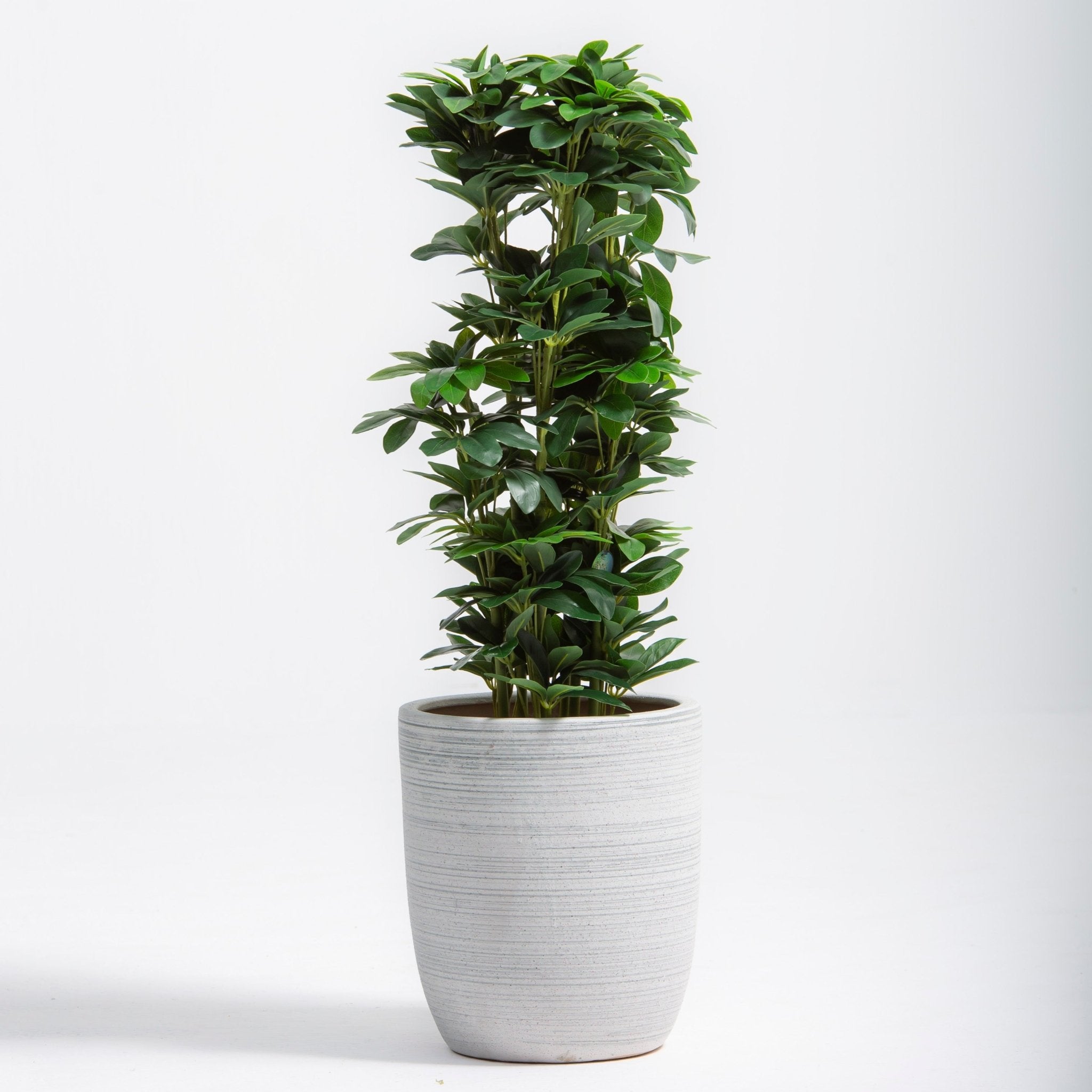 ARTIFICIAL SCHLEFFLERA PLANT (100CM) - Art and craft furniture