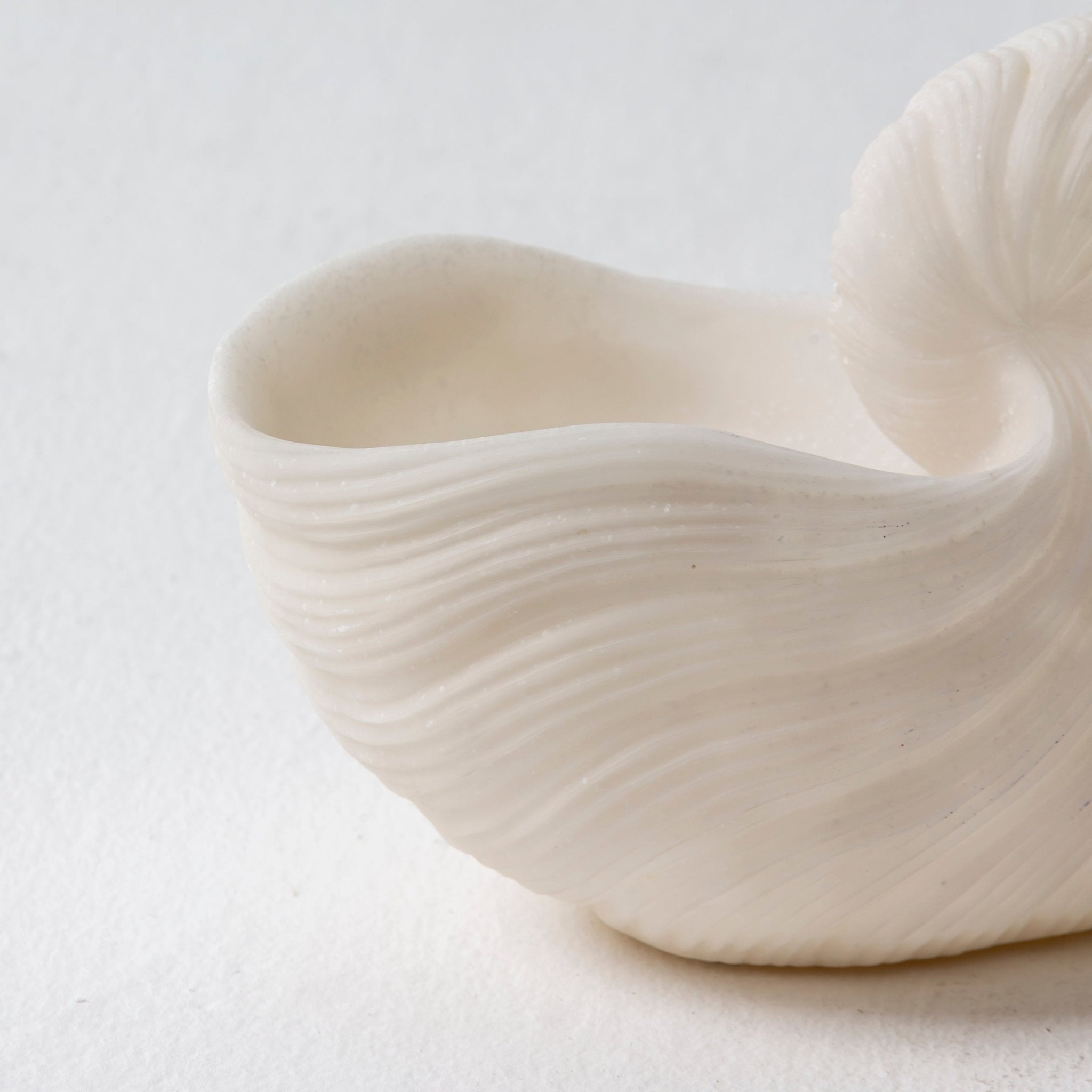 Nautila Shell Bowl - Art and craft furniture
