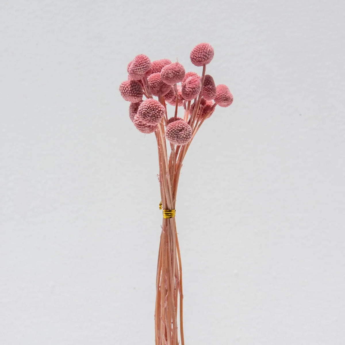 Artificial Pink Craspedia Stems - Art and craft furniture