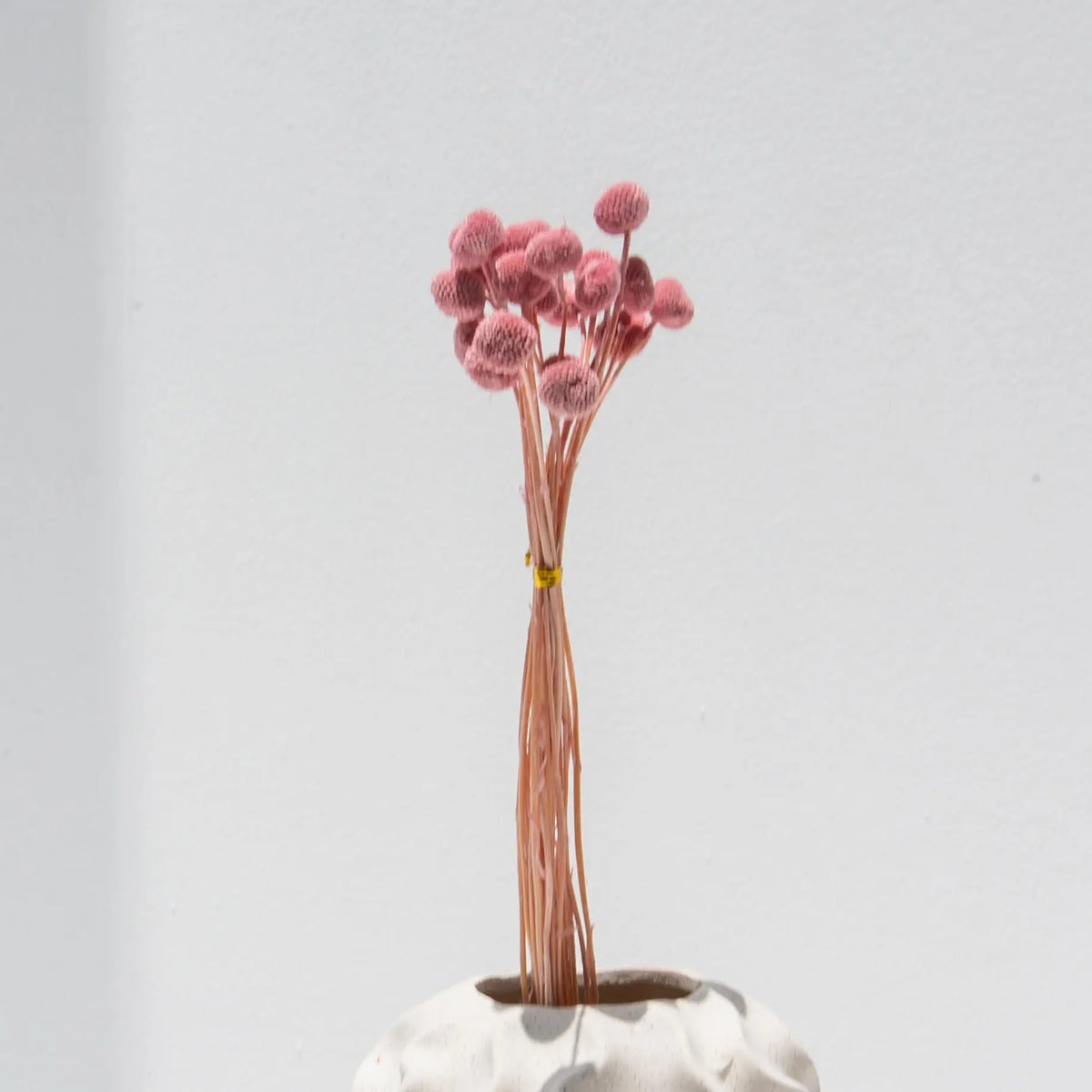 Artificial Pink Craspedia Stems - Art and craft furniture