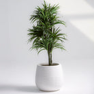 ARTIFICIAL DRACAENA LUSH PLANT - Art and craft furniture 