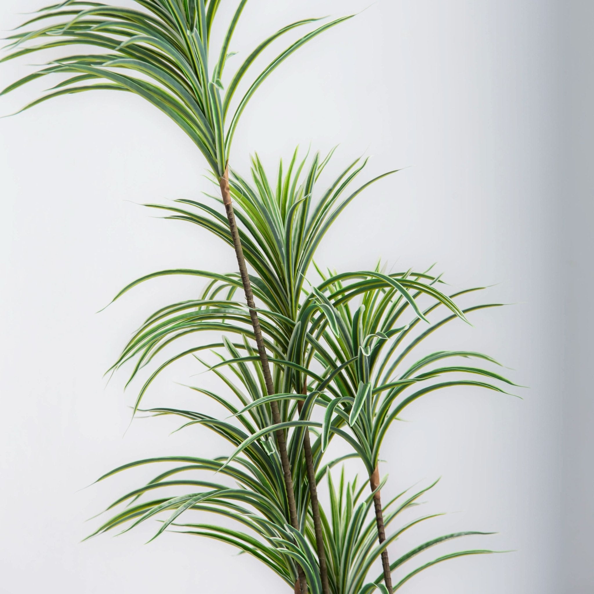 ARTIFICAL WHITE-EDGE DRACAENA PLANT (153CM) - Art and craft furniture