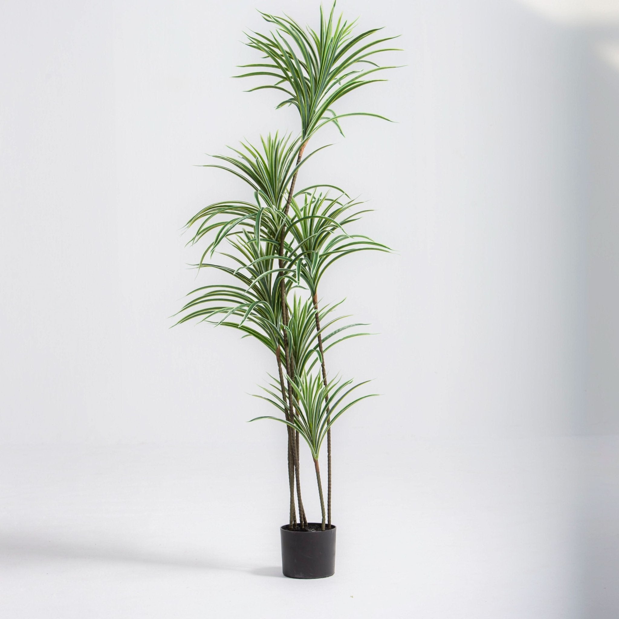 ARTIFICAL WHITE-EDGE DRACAENA PLANT (153CM) - Art and craft furniture