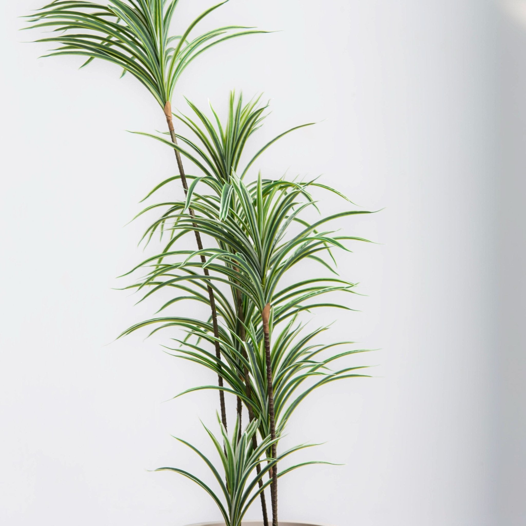 ARTIFICAL WHITE-EDGE DRACAENA PLANT (153CM) - Art and craft furniture