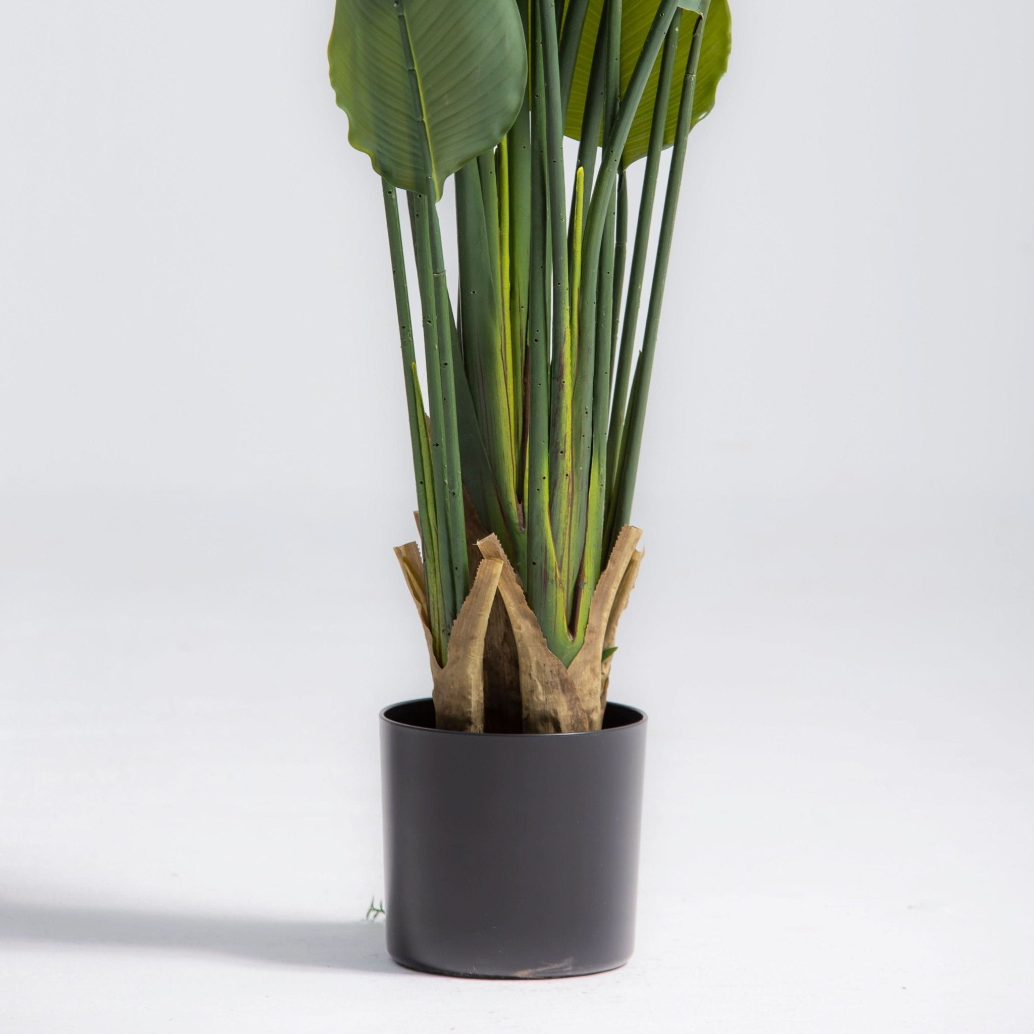 ARTIFICIAL ASTRELITZIA PLANT (180CM) - Art and craft furniture