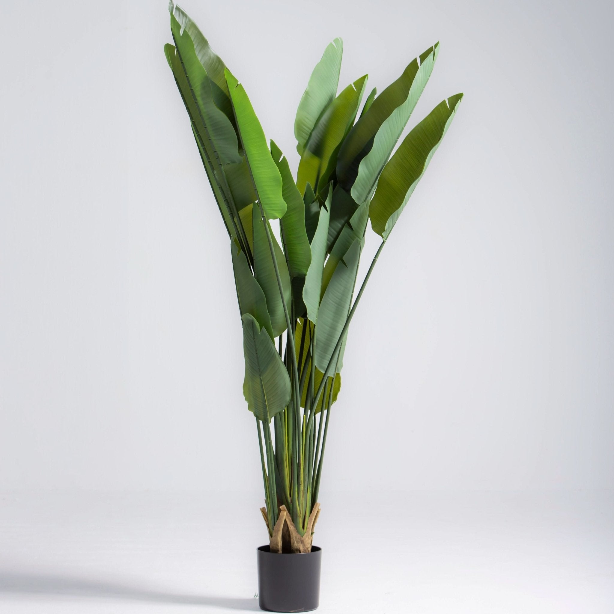 ARTIFICIAL ASTRELITZIA PLANT (180CM) - Art and craft furniture