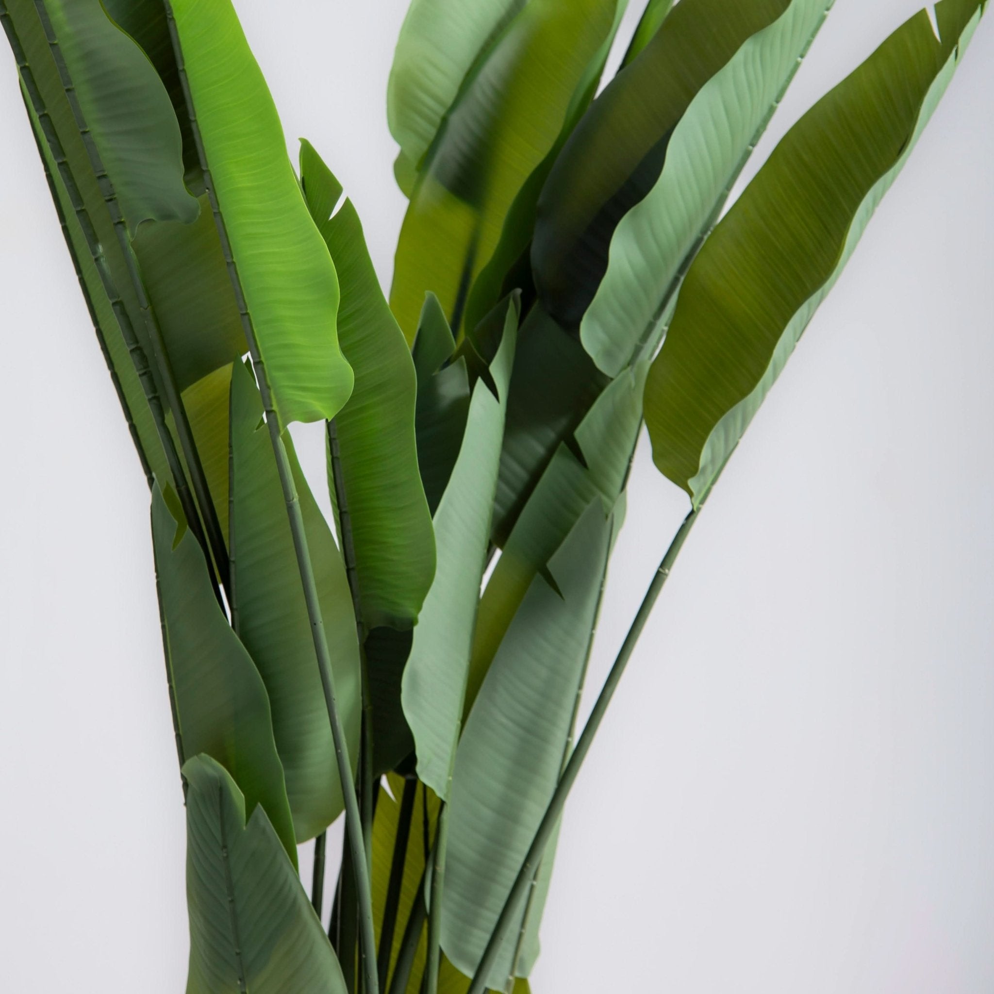 ARTIFICIAL ASTRELITZIA PLANT (180CM) - Art and craft furniture