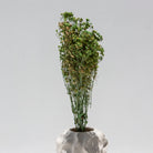 ARTIFICIAL BROOM - Art and craft furniture