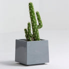 Artificial Classic Cactus Plant - Art and craft furniture