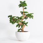 Artificial Cloud Pine Plant - Art and craft furniture