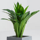 Artificial Crown Stem Plant - Art and craft furniture