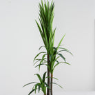 ARTIFICIAL DRACAENA GREEN PLANT (190CM) - Art and craft furniture