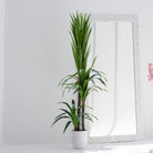 ARTIFICIAL DRACAENA GREEN PLANT (190CM) - Art and craft furniture