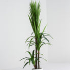 ARTIFICIAL DRACAENA GREEN PLANT (190CM) - Art and craft furniture