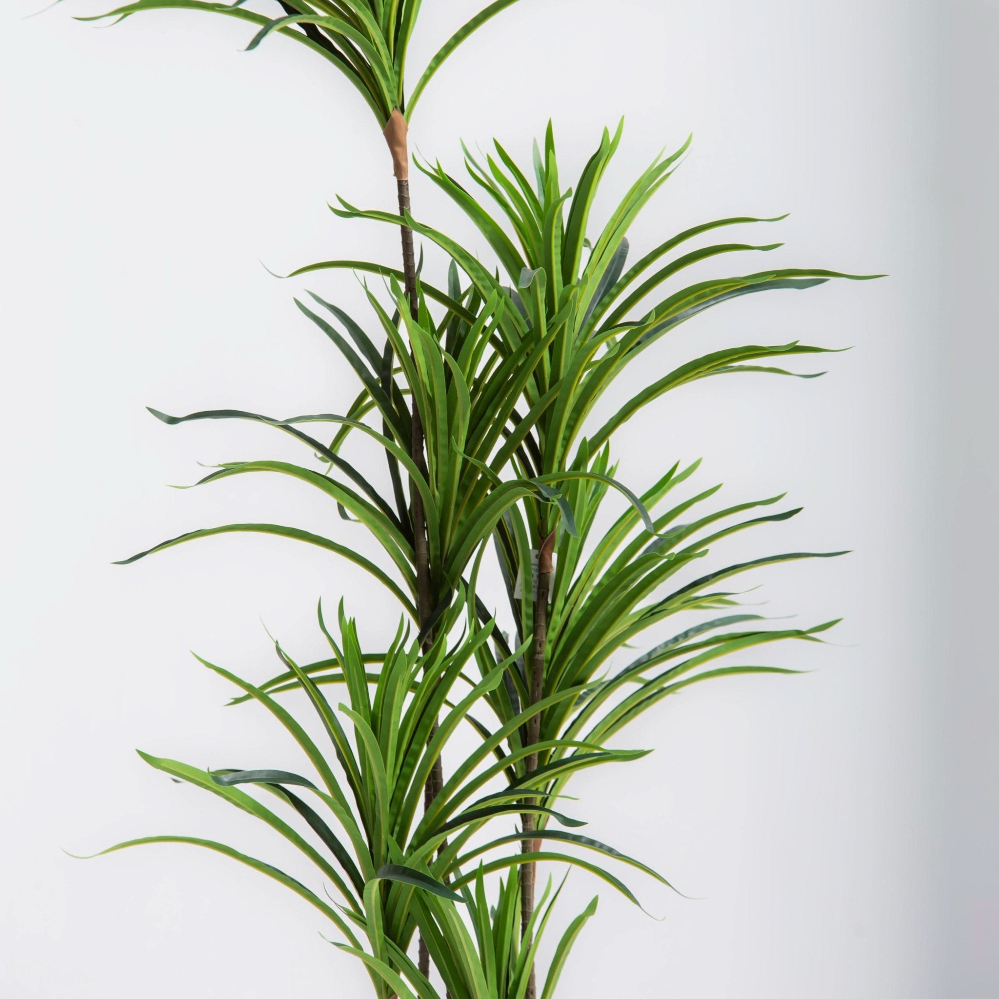 ARTIFICIAL DRACAENA PLANT (153CM) - Art and craft furniture