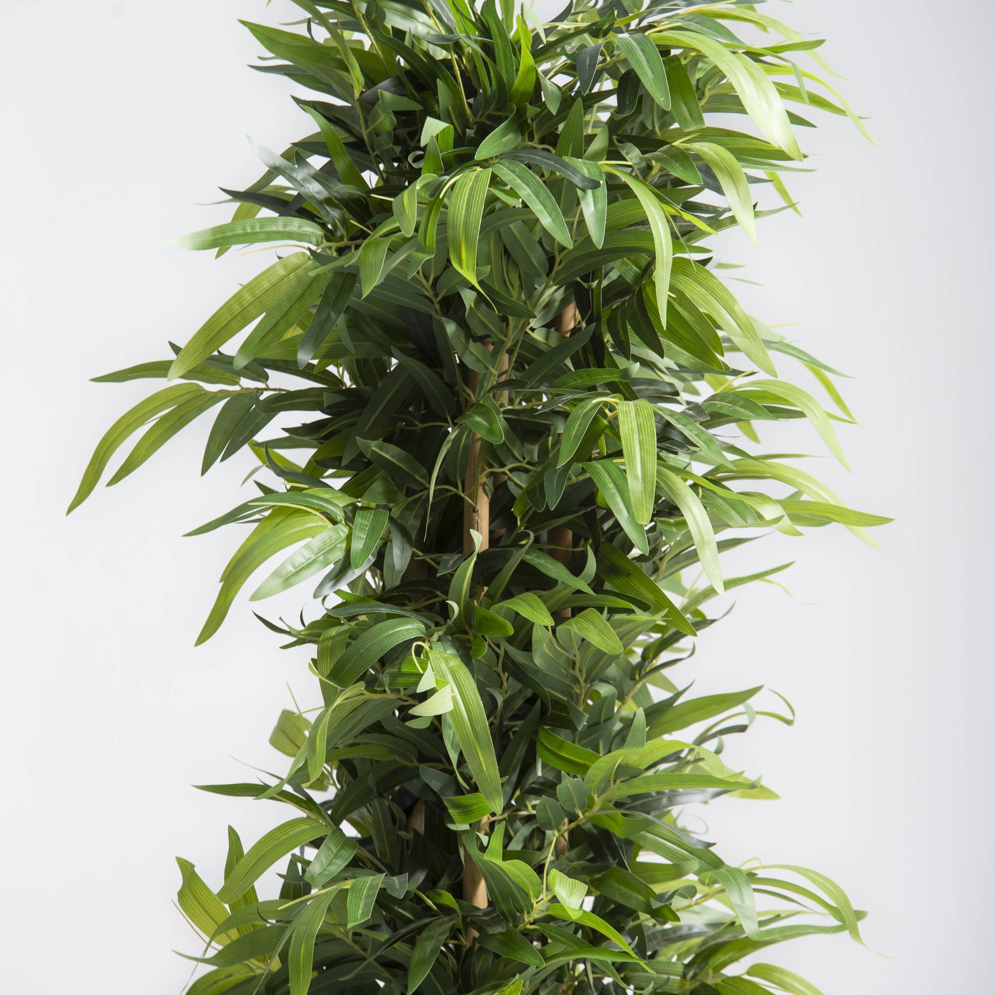 ARTIFICIAL FICUS ALII PLANT (200CM) - Art and craft furniture
