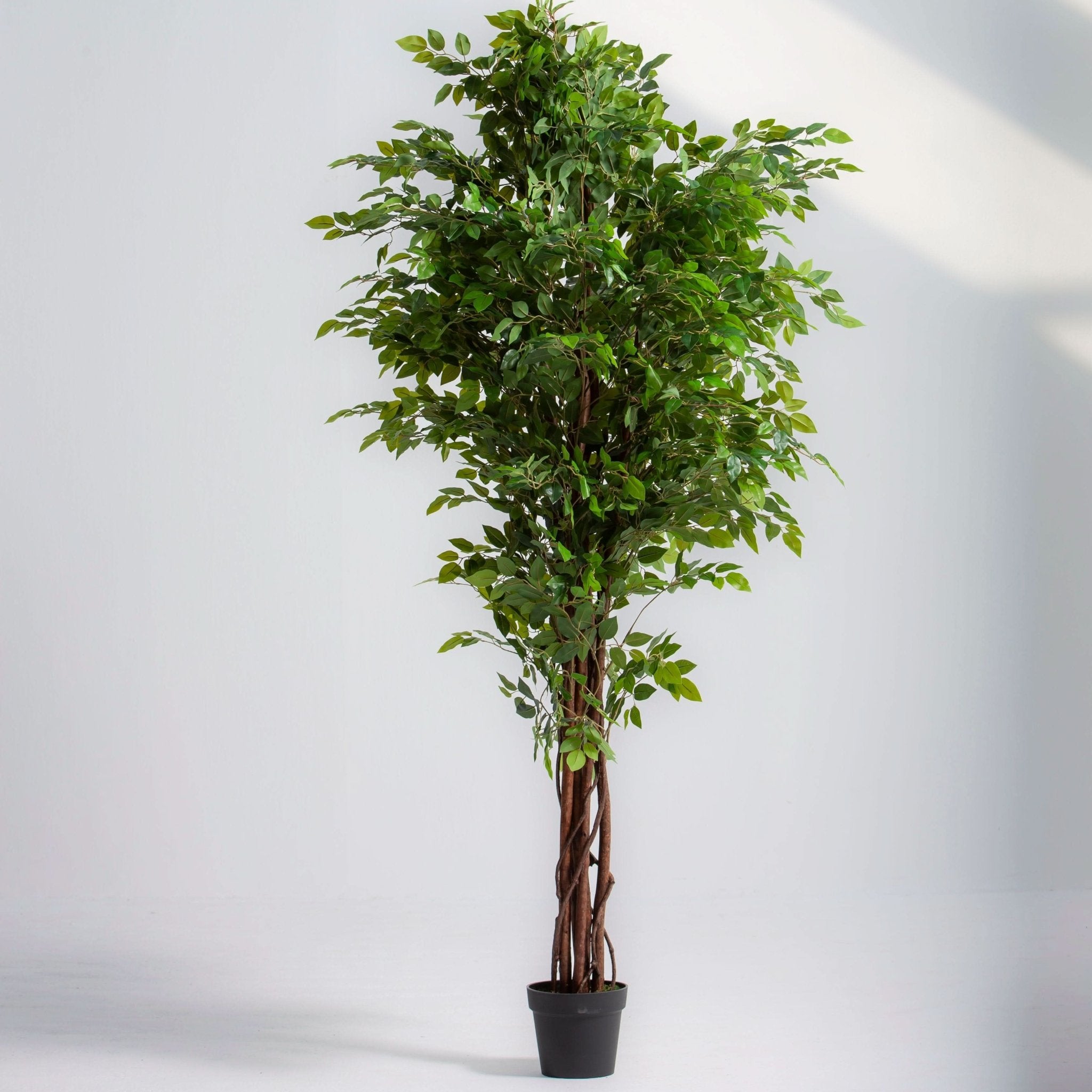 ARTIFICIAL FICUS BENJAMINA PLANT - Art and craft furniture