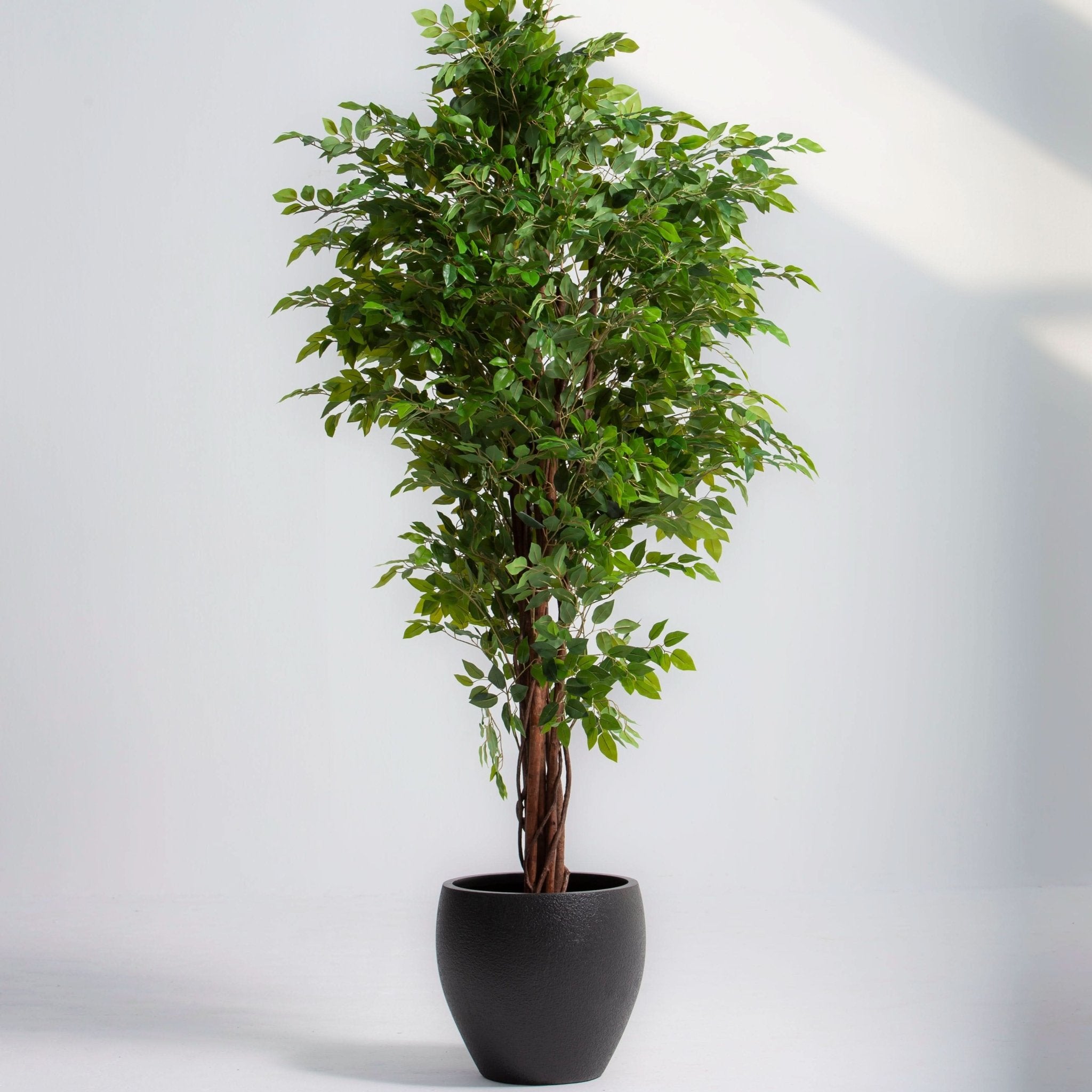 ARTIFICIAL FICUS BENJAMINA PLANT - Art and craft furniture