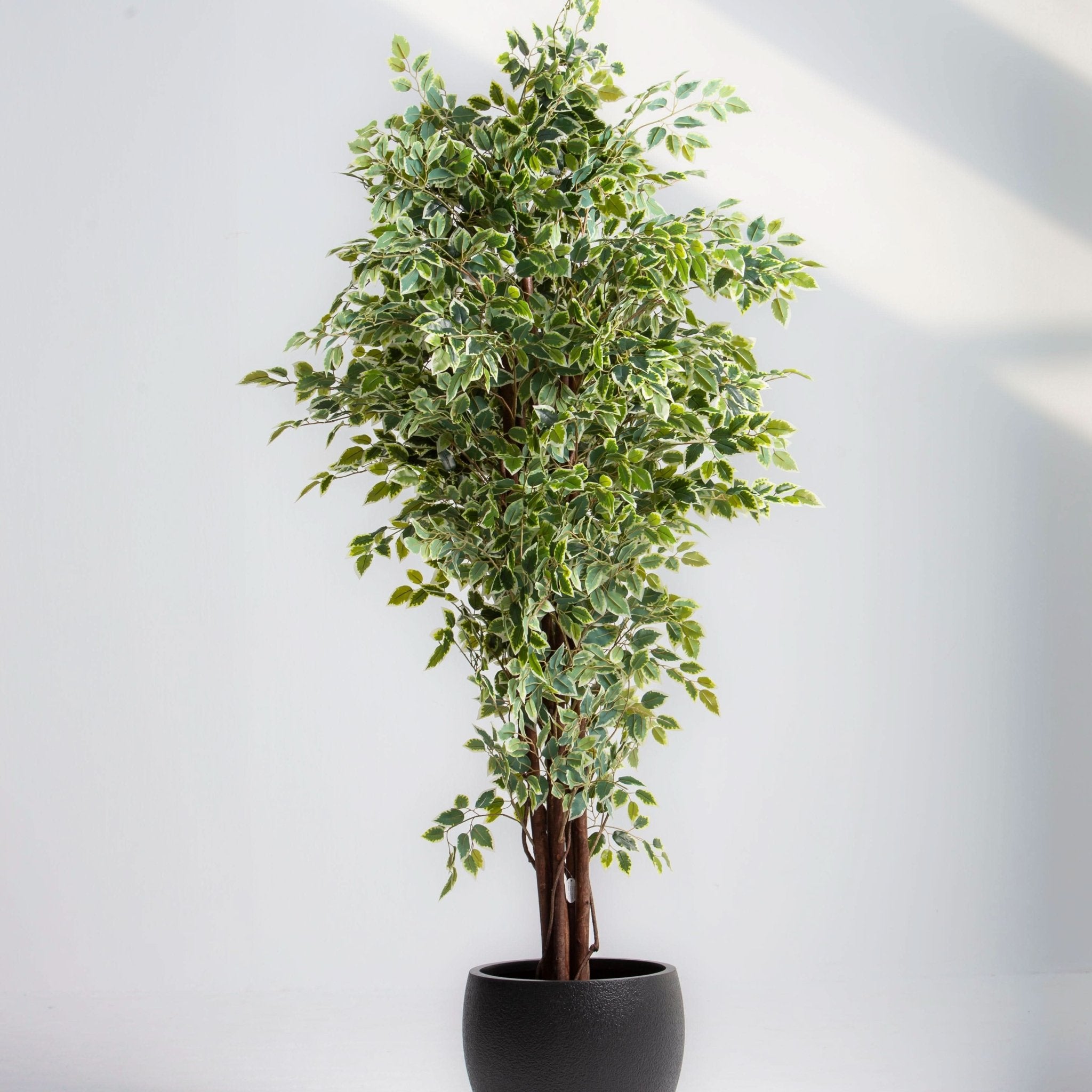 ARTIFICIAL FICUS PLANT (210CM) - Art and craft furniture
