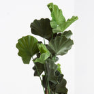 ARTIFICIAL FIDDLE LEAF FIG PLANT (150) - Art and craft furniture