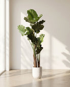 ARTIFICIAL FIDDLE LEAF FIG PLANT (150) - Art and craft furniture