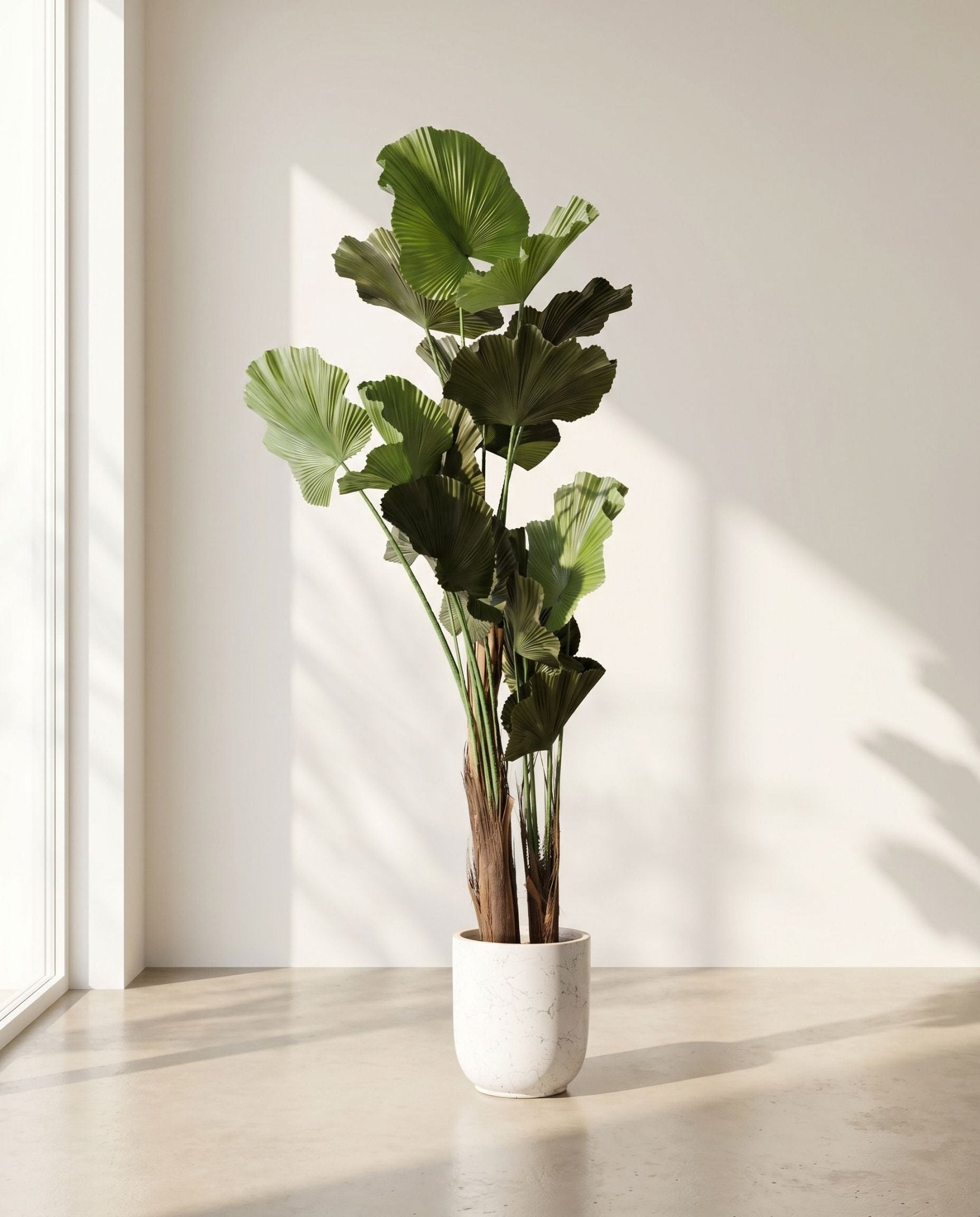 ARTIFICIAL FIDDLE LEAF FIG PLANT (150) - Art and craft furniture