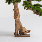 Artificial Horizontal Bonsai Plant & Natural Trunk - Art and craft furniture