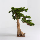 Artificial Horizontal Bonsai Plant & Natural Trunk - Art and craft furniture