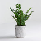 Artificial Jade Stalk Plant - Art and craft furniture