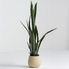 Artificial Laurentii Snake Plant - Art and craft furniture