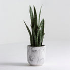 Artificial Laurentii Snake Small Plant - Art and craft furniture