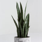 Artificial Laurentii Snake Small Plant - Art and craft furniture