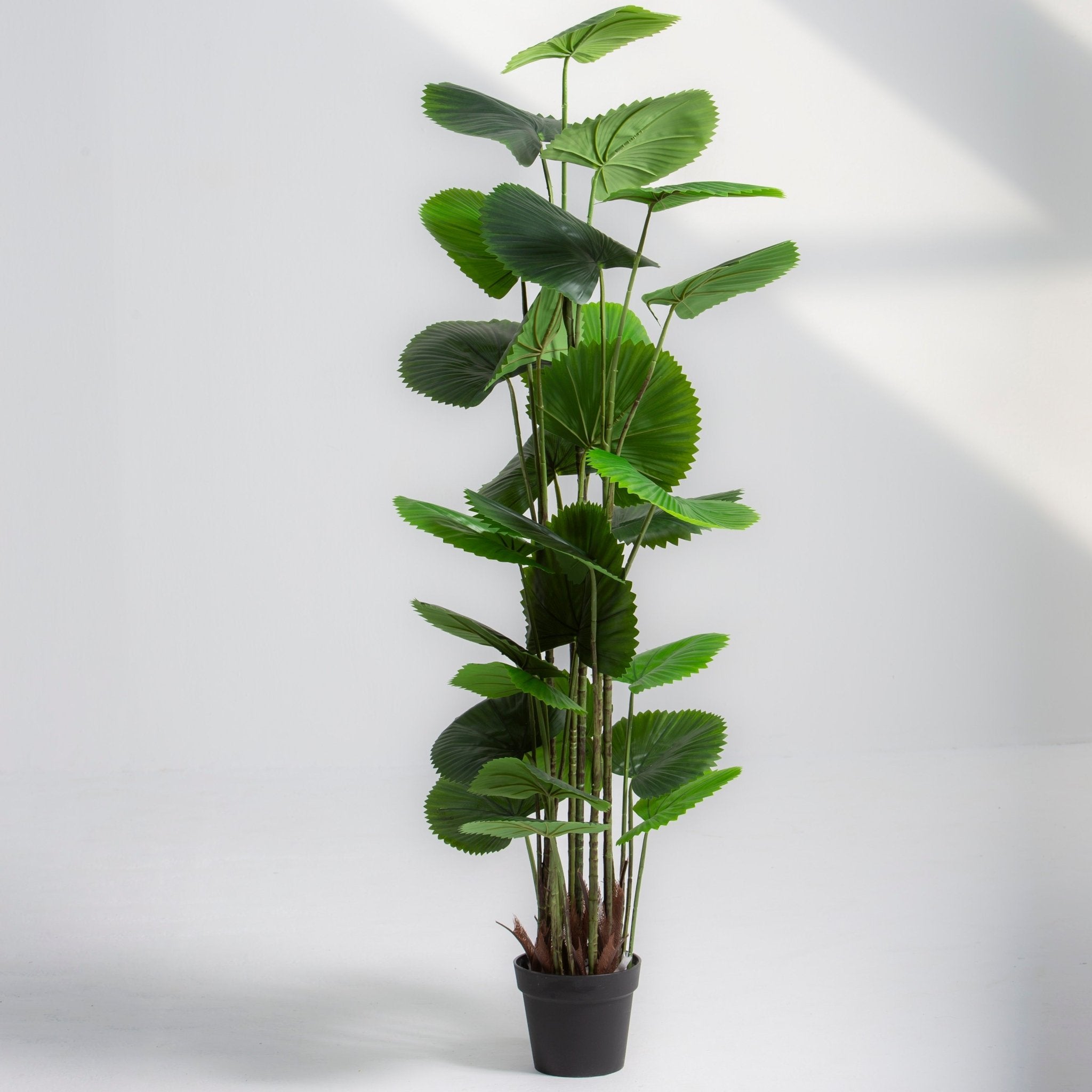 ARTIFICIAL LICUALA PLANT (220CM) - Art and craft furniture
