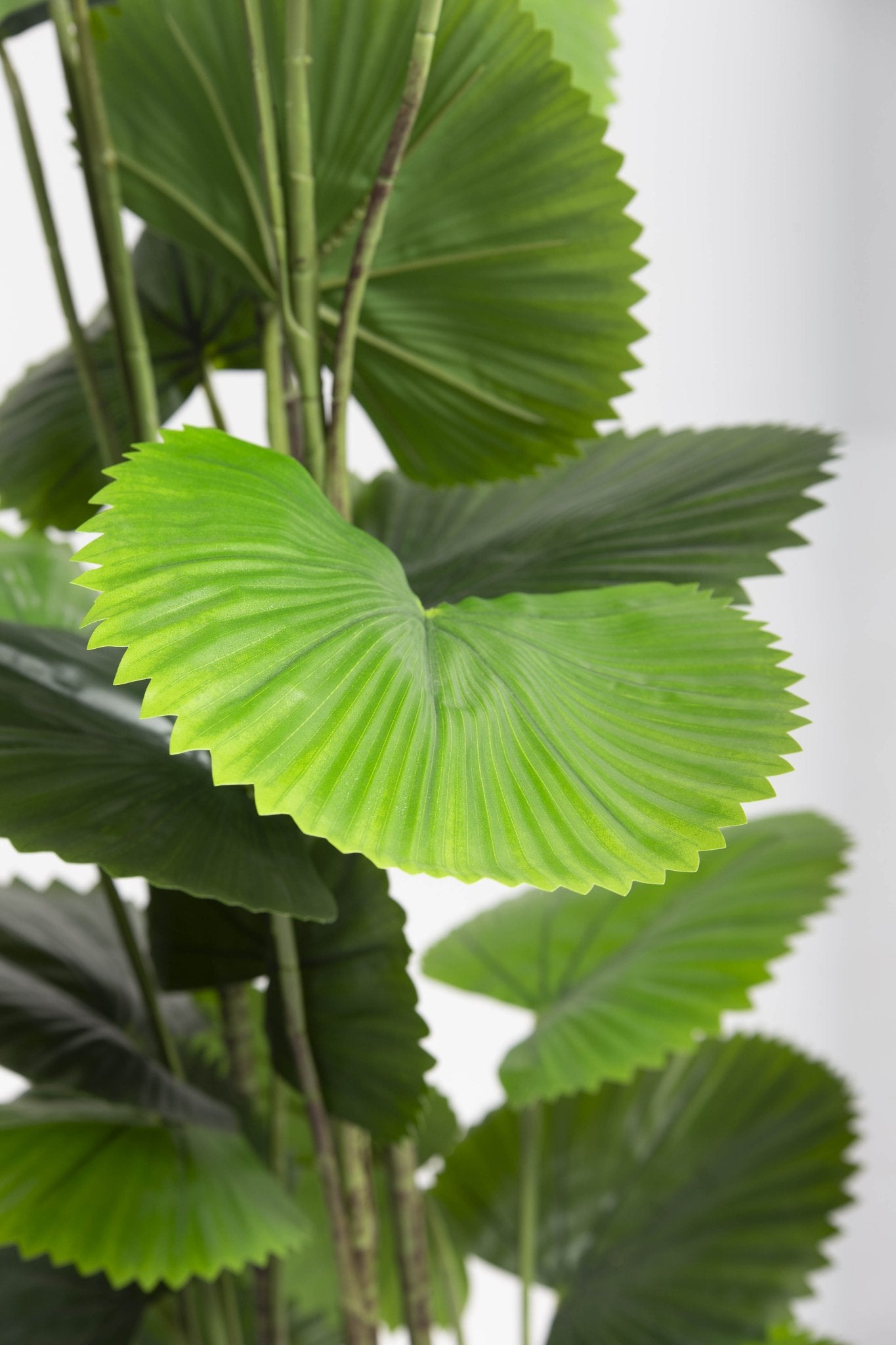 ARTIFICIAL LICUALA PLANT (220CM) - Art and craft furniture