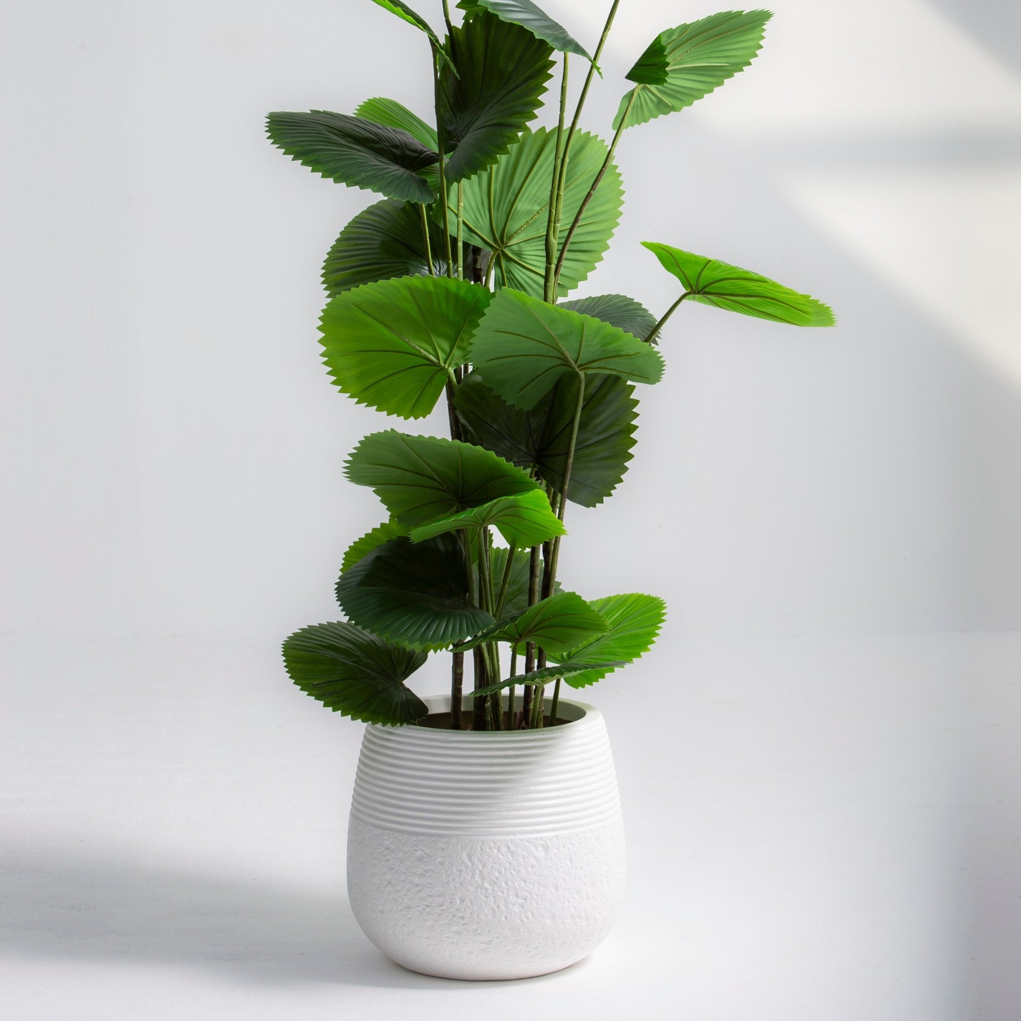 ARTIFICIAL LICUALA PLANT (220CM) - Art and craft furniture
