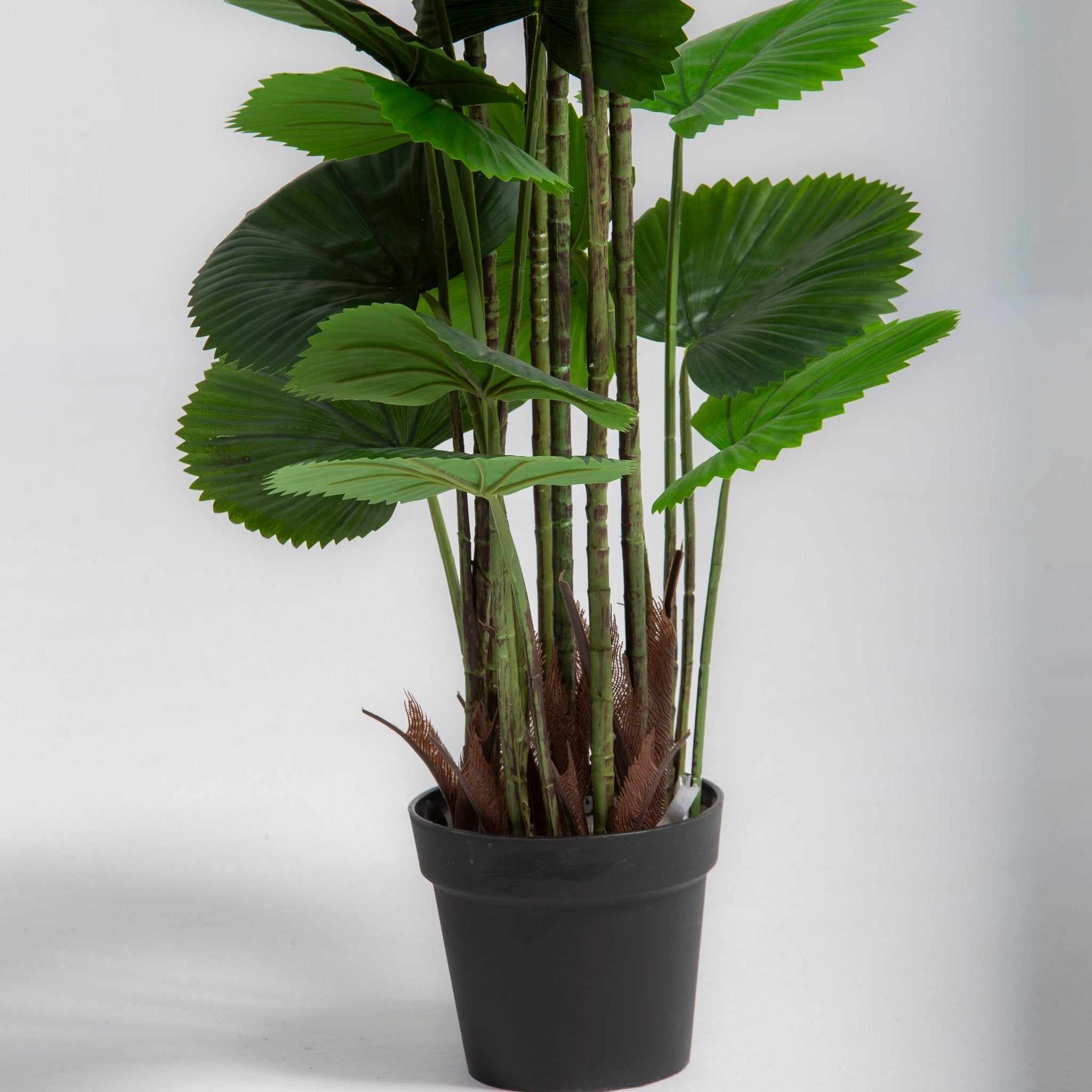 ARTIFICIAL LICUALA PLANT (220CM) - Art and craft furniture