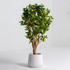 ARTIFICIAL MINI LEMON PLANT (150CM) - Art and craft furniture