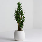 Artificial Minimalist Stalk Plant (150CM) - Art and craft furniture