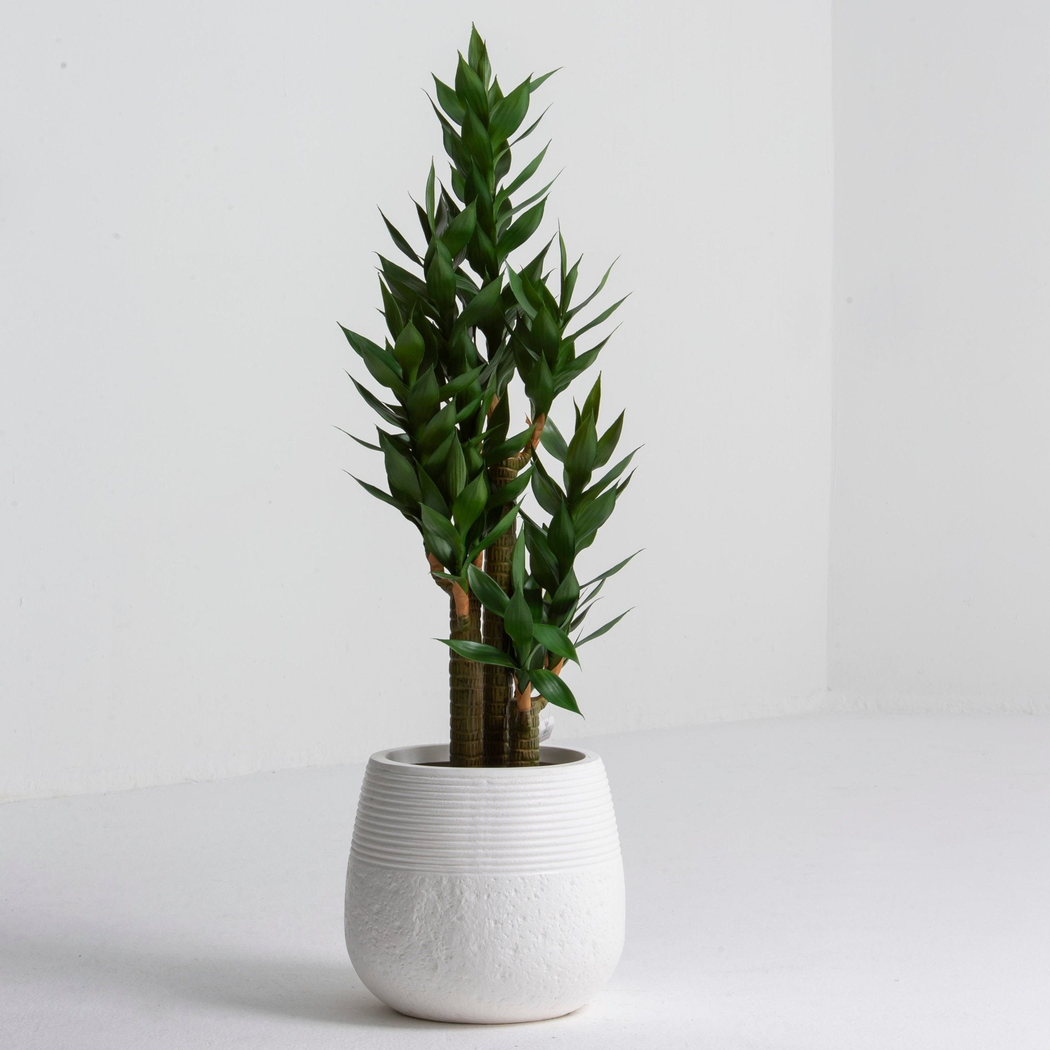 Artificial Minimalist Stalk Plant (150CM) - Art and craft furniture