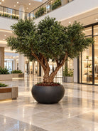 Artificial Natural Olive Wood Olive Tree and Black Pot - Art and craft furniture